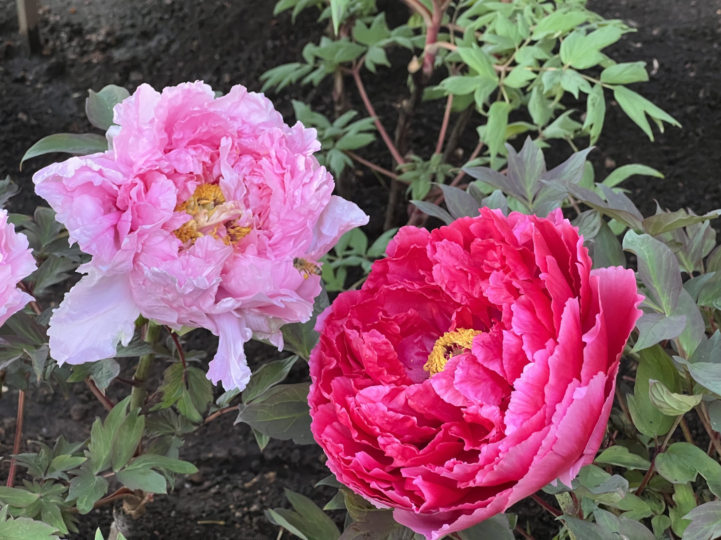 卍 도사 국분사(도사 고쿠분지) 이미지 9